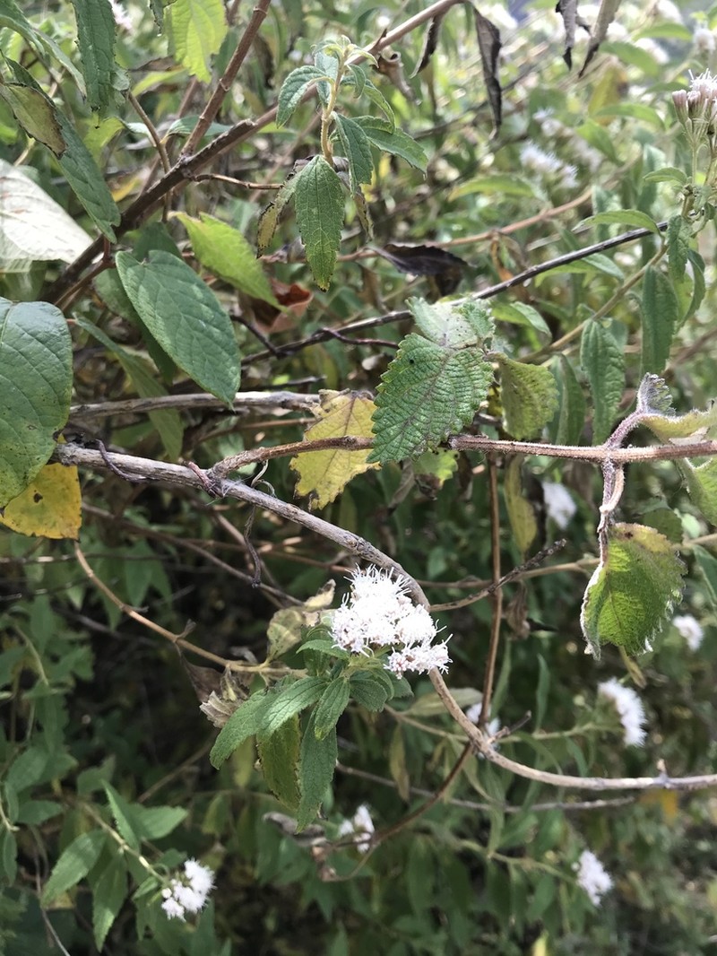 Havana Snakeroot photo 4