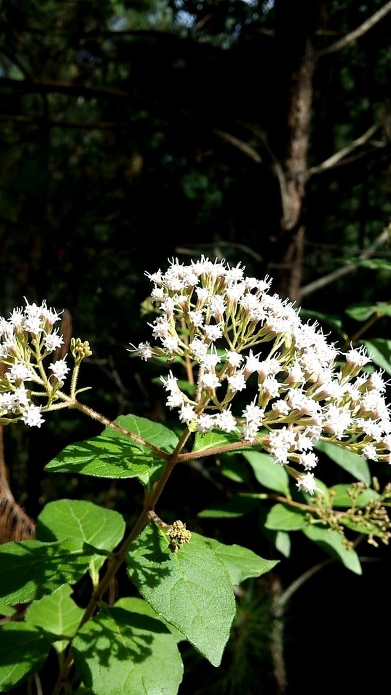 Havana Snakeroot photo 5