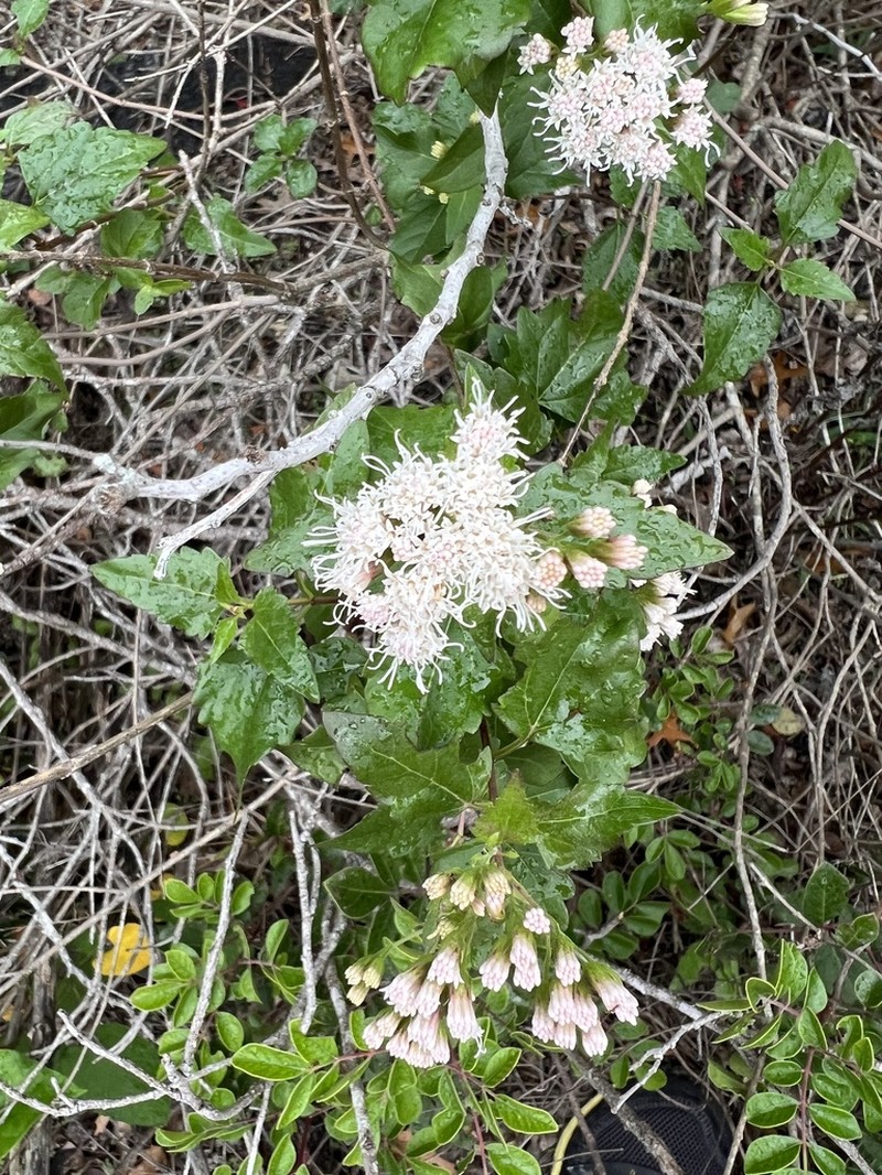 Havana Snakeroot photo 6