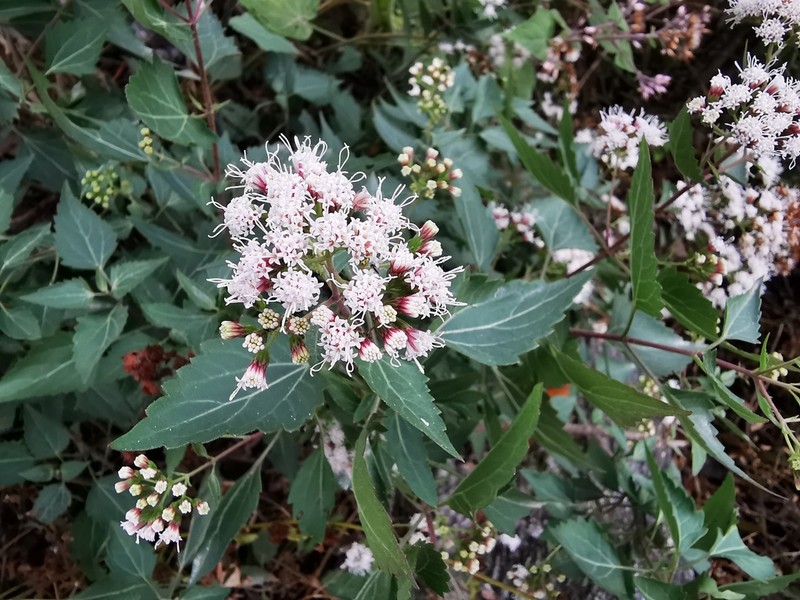 Havana Snakeroot photo 7