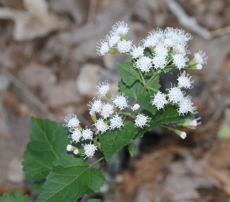 Havana Snakeroot photo 8