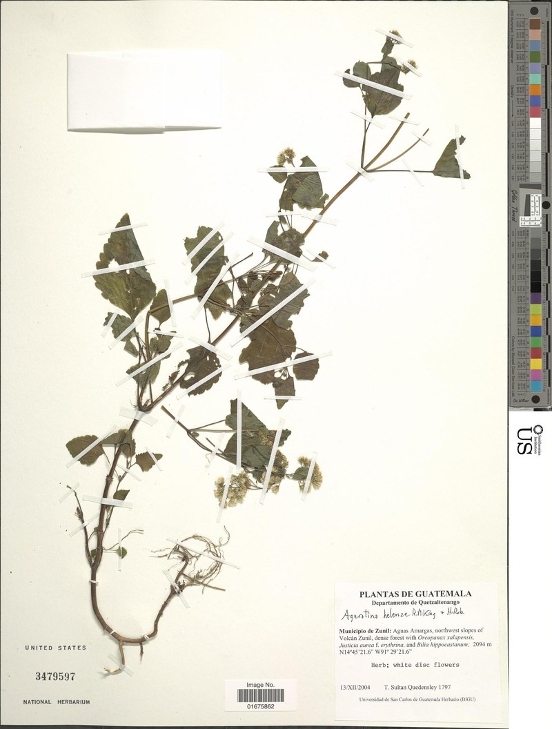 Ageratina helenae