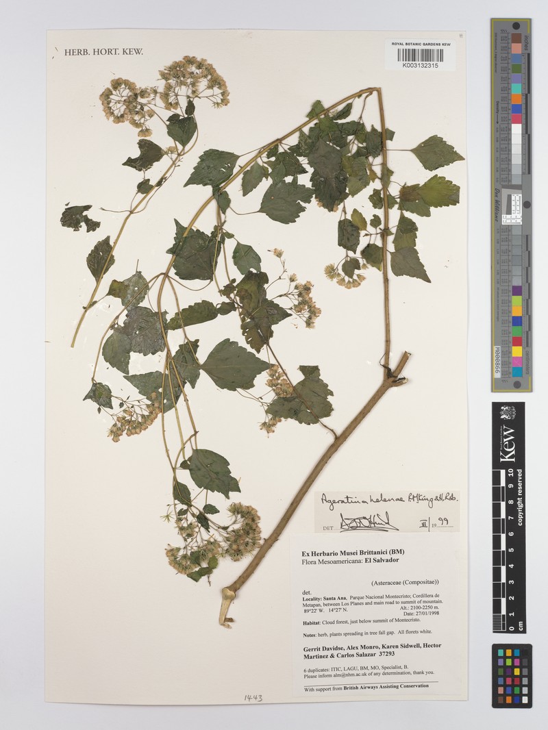 Ageratina helenae photo 2