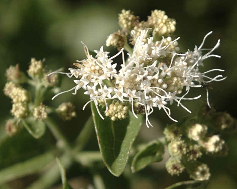 Fragrant Snakeroot photo 2