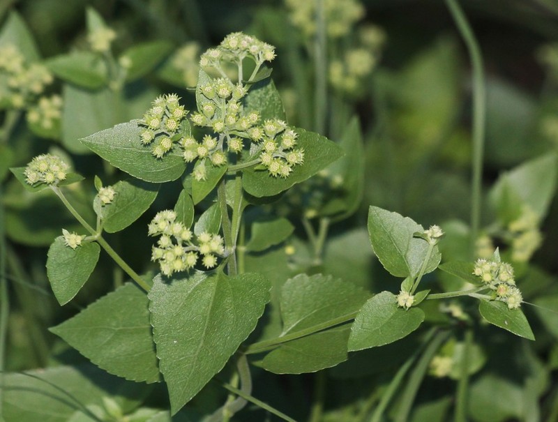 Fragrant Snakeroot photo 3