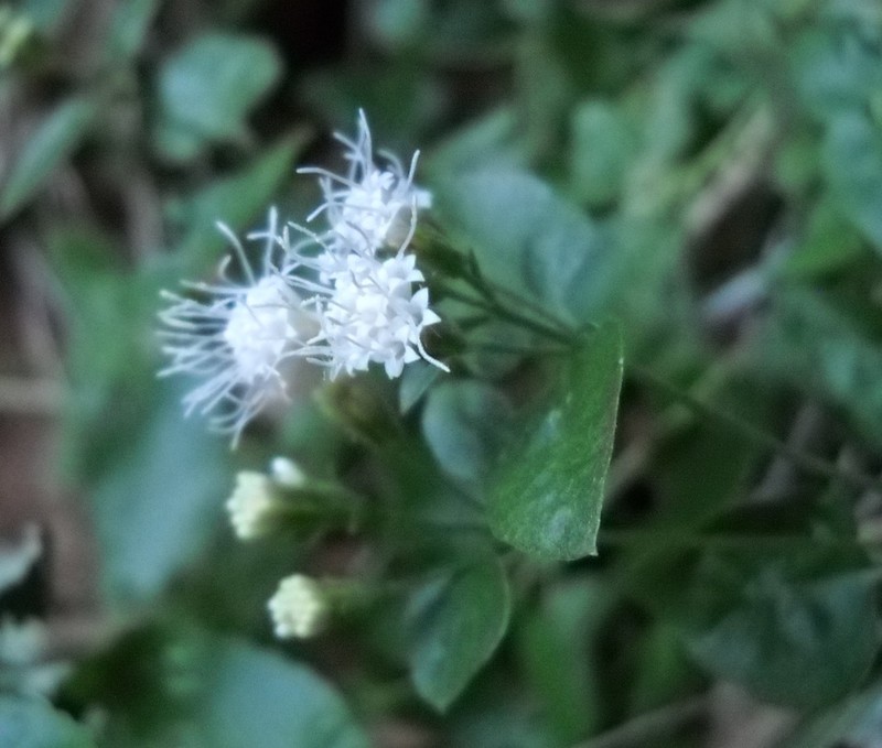 Fragrant Snakeroot photo 4