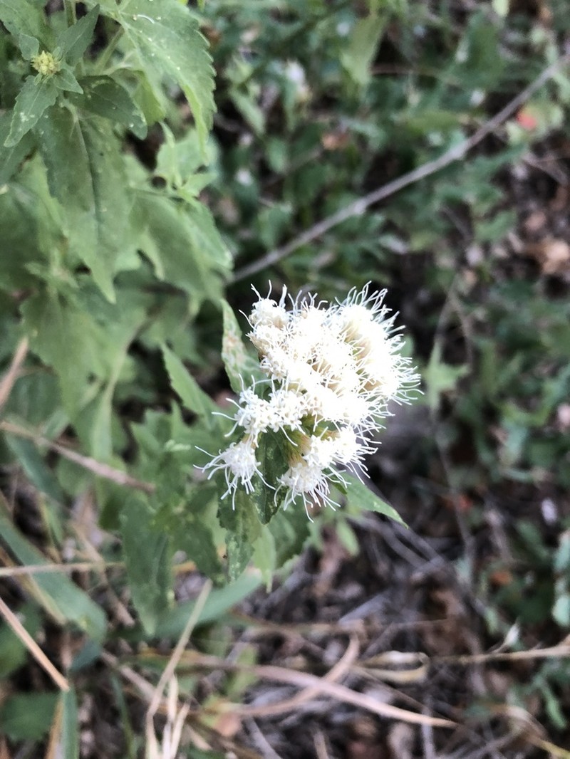 Fragrant Snakeroot photo 5