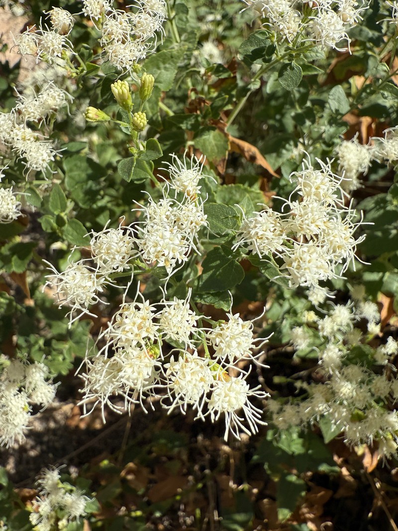 Fragrant Snakeroot photo 6