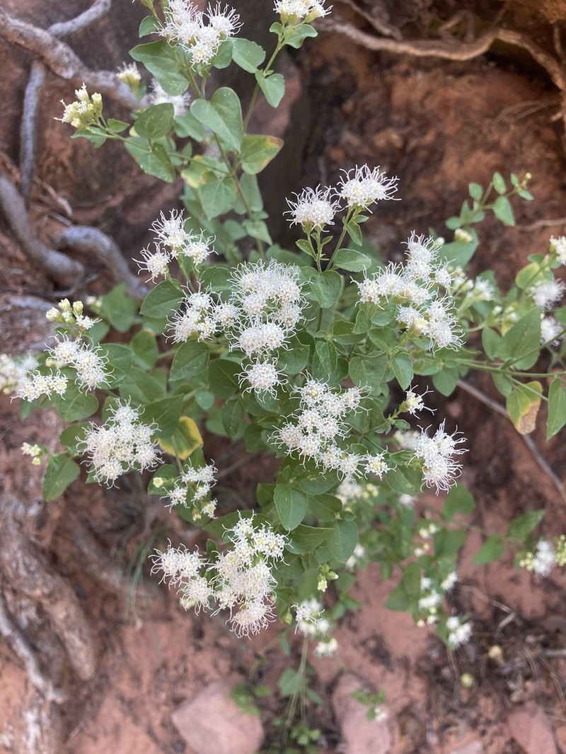 Fragrant Snakeroot photo 7