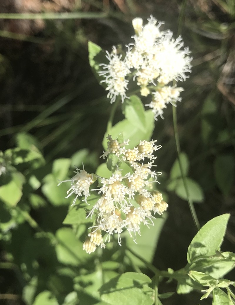 Fragrant Snakeroot photo 8