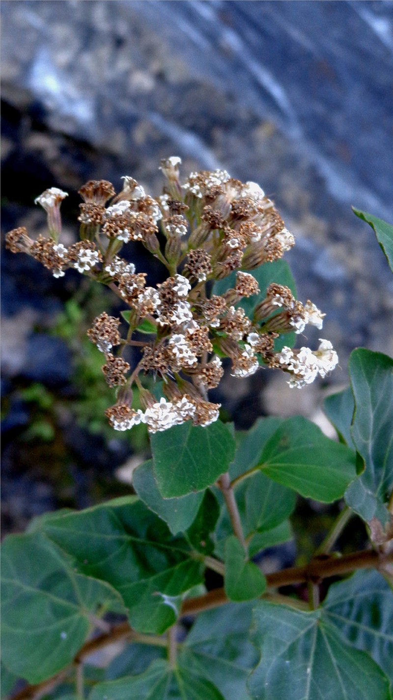 Ageratina hernandezii