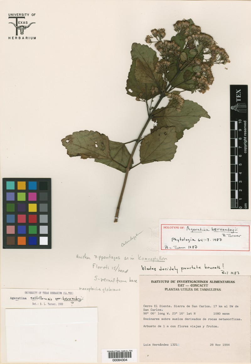 Ageratina hernandezii photo 2
