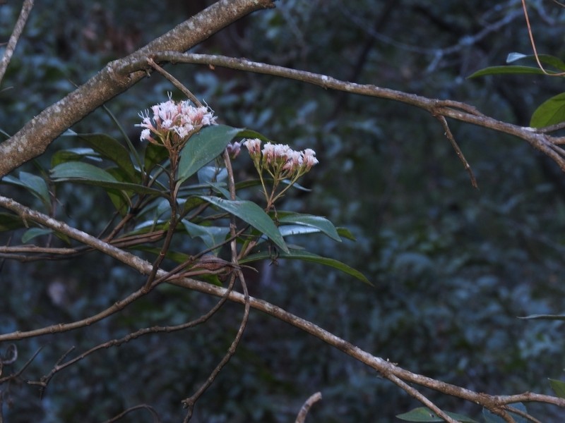 Ageratina hidalgensis photo 2