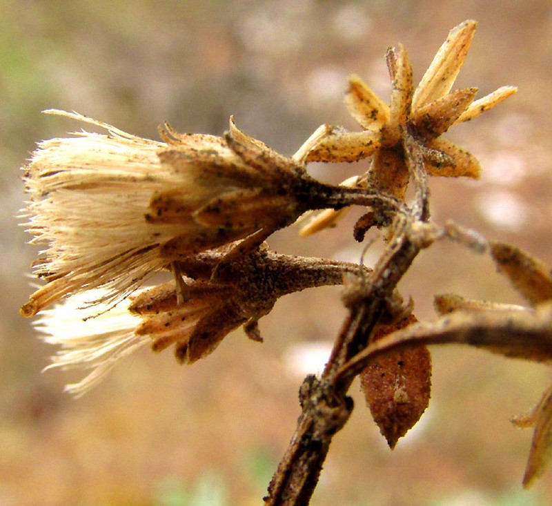 Ageratina hidalgensis photo 3