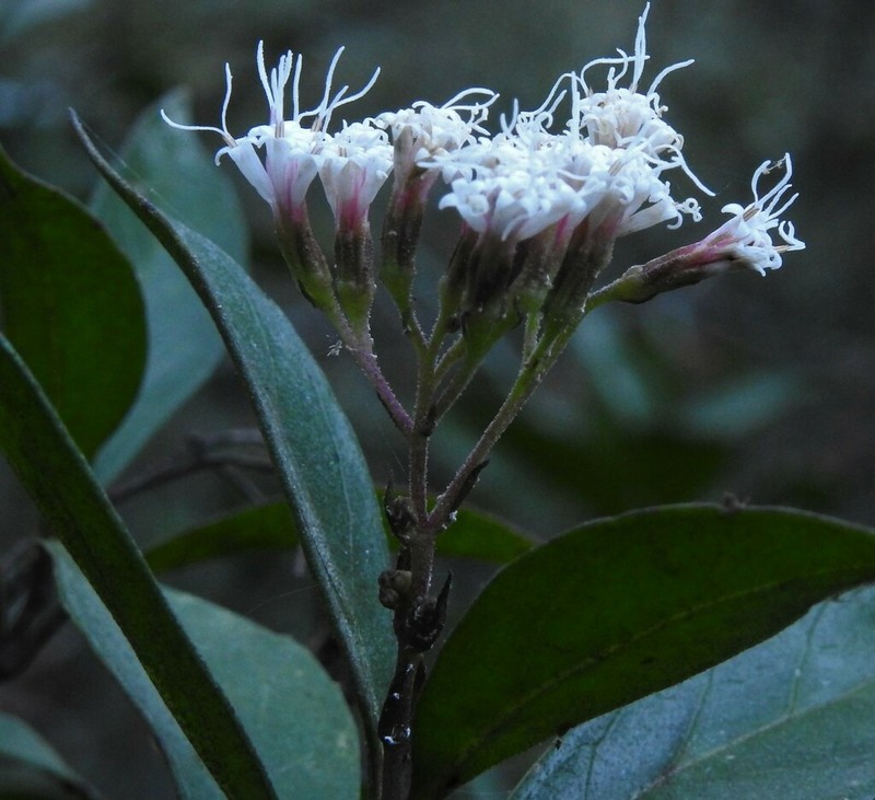 Ageratina hidalgensis photo 4