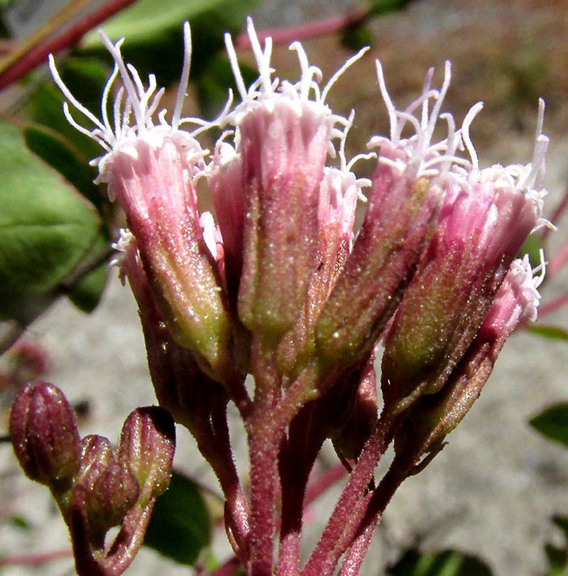 Ageratina hidalgensis photo 5
