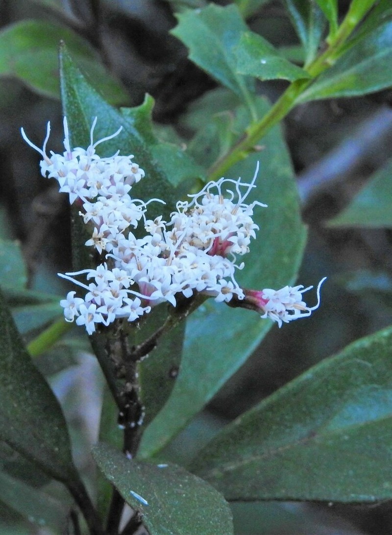 Ageratina hidalgensis photo 6