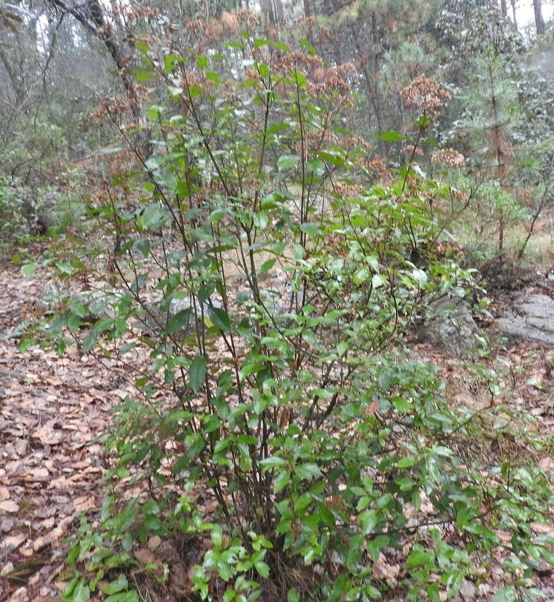 Ageratina hidalgensis photo 7