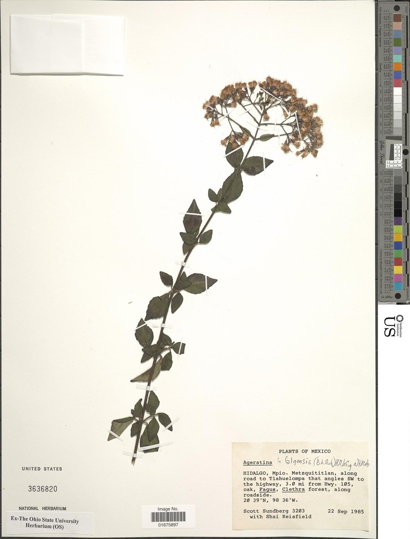 Ageratina hidalgensis photo 8