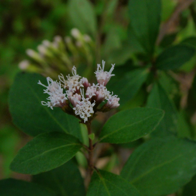 Ageratina hidalgensis