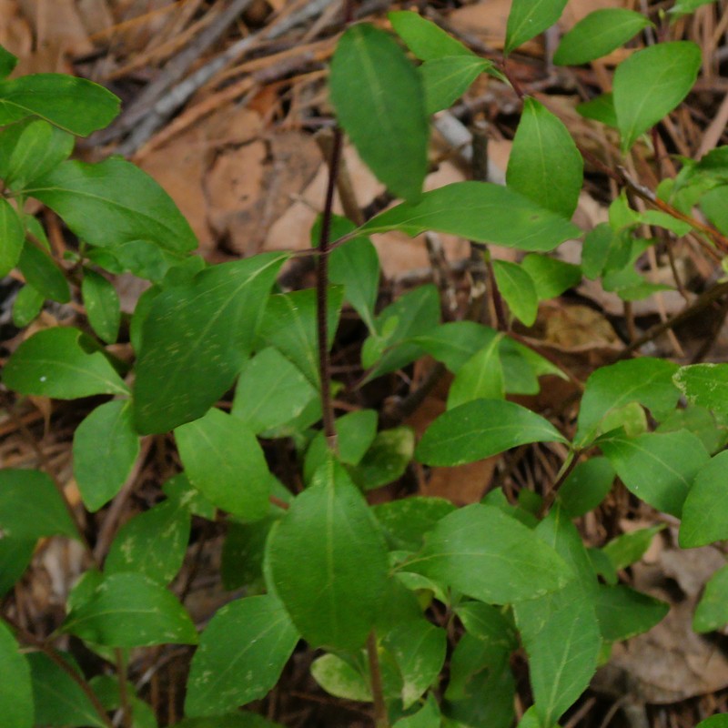 Ageratina hidalgensis photo 2