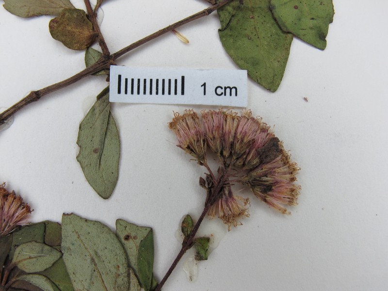 Ageratina hidalgensis photo 3