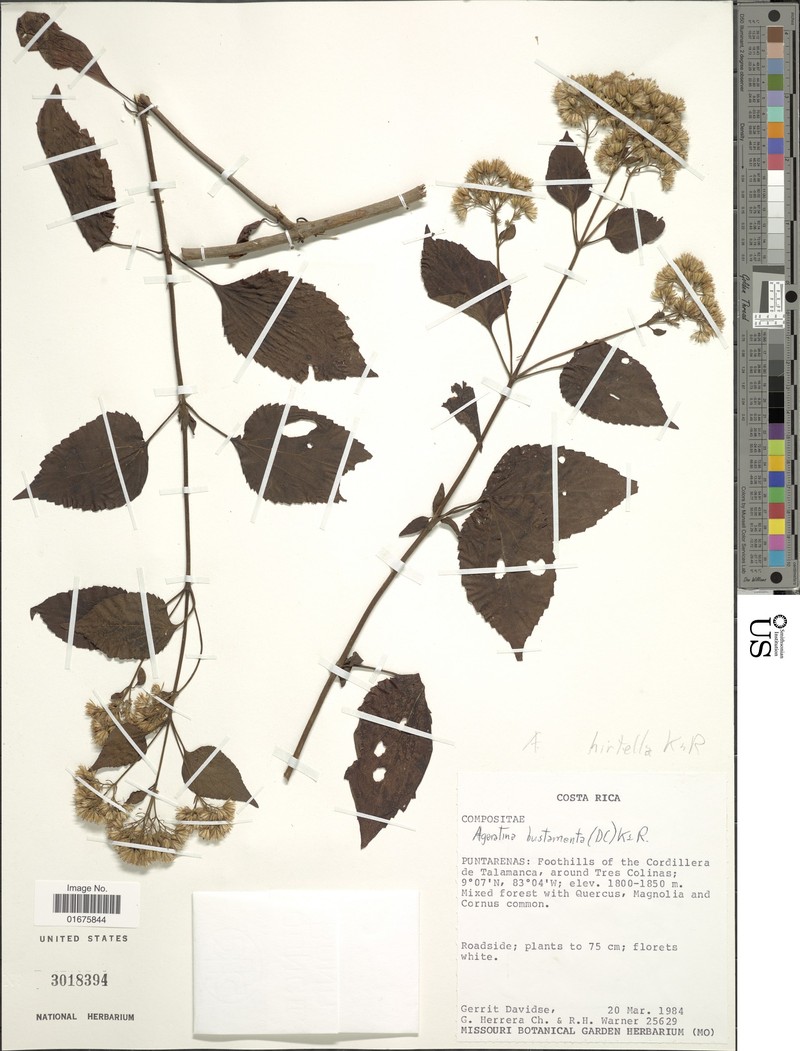 Ageratina hirtella