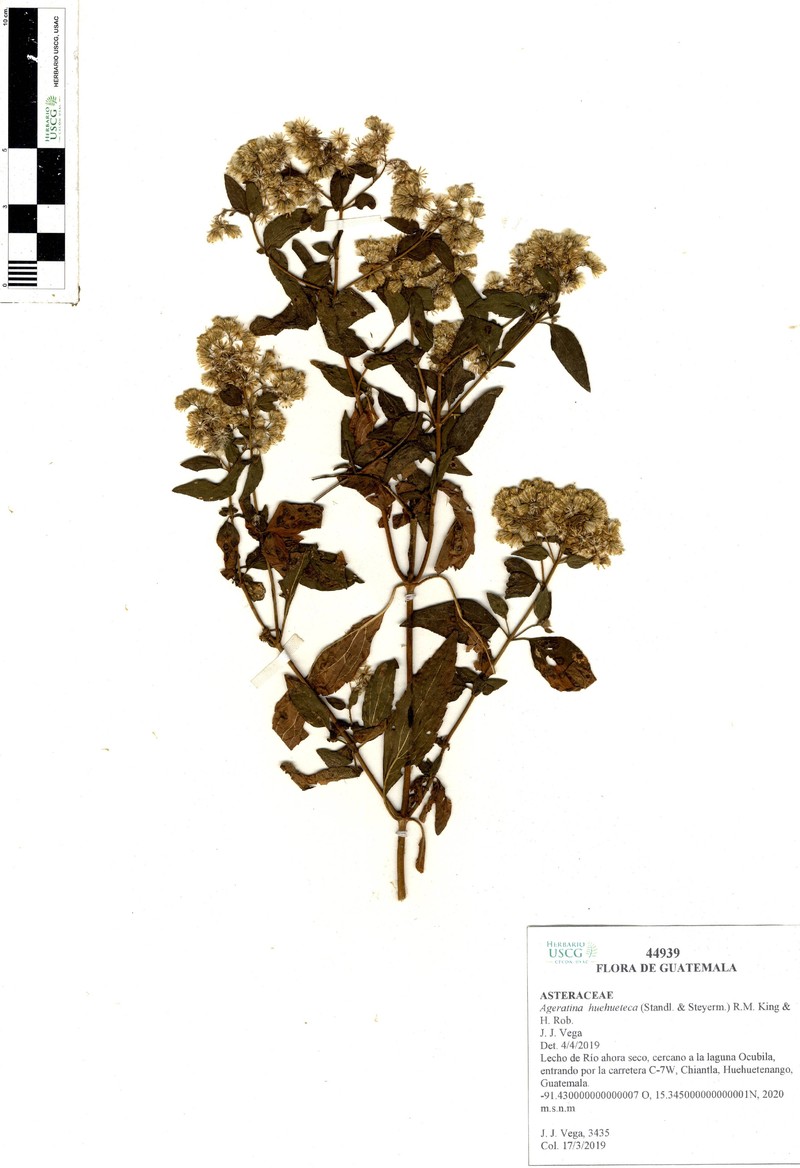 Ageratina huehueteca