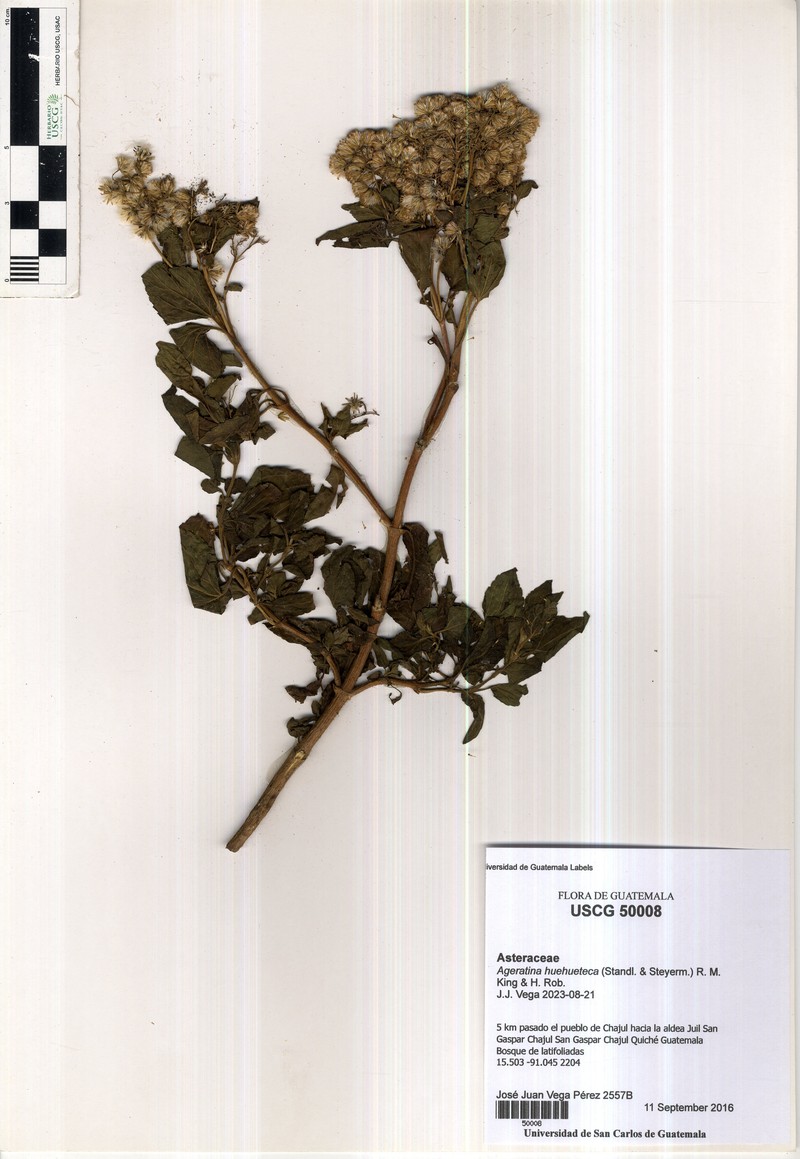 Ageratina huehueteca photo 2