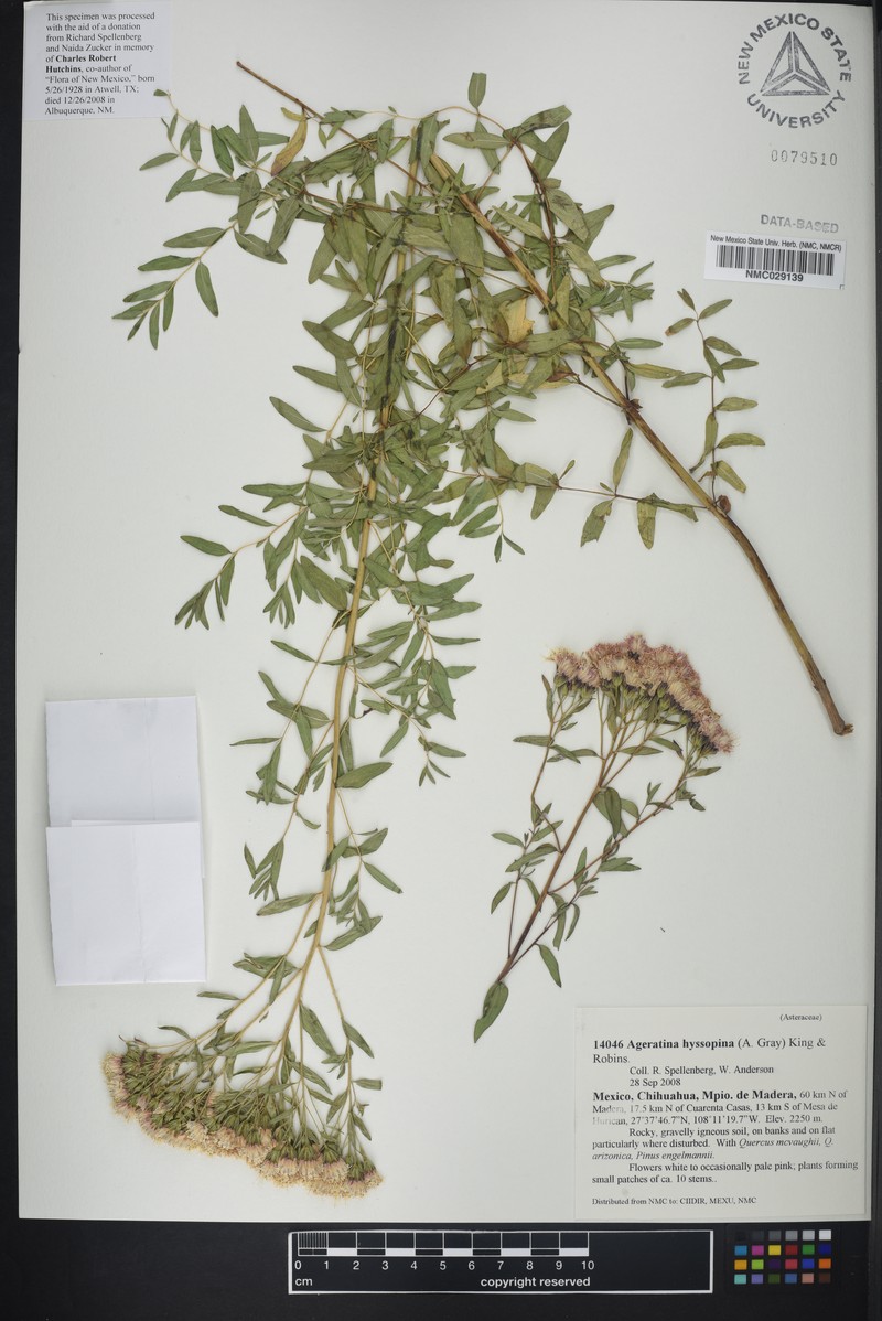 Ageratina hyssopina