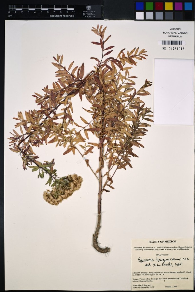 Ageratina hyssopina photo 2