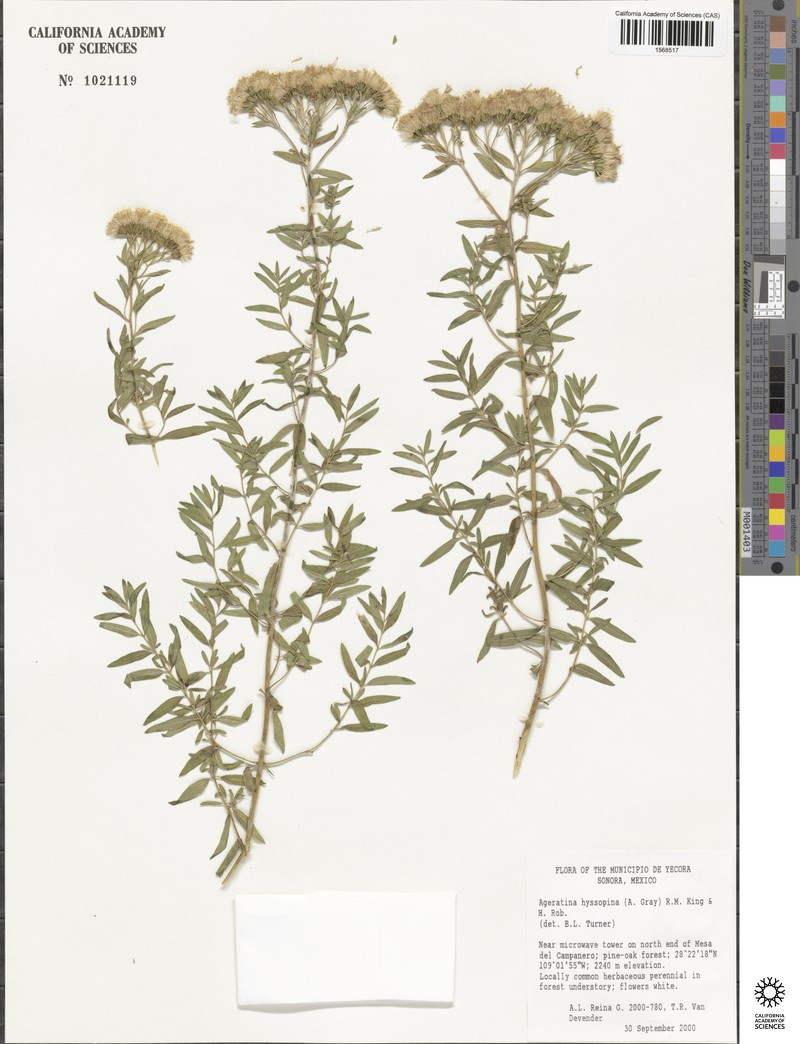 Ageratina hyssopina photo 3