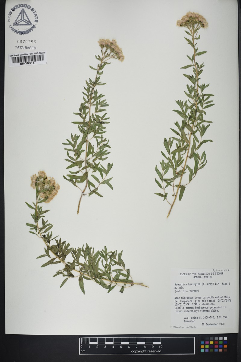 Ageratina hyssopina photo 4