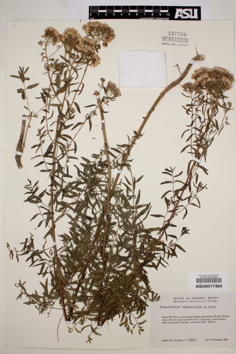 Ageratina hyssopina