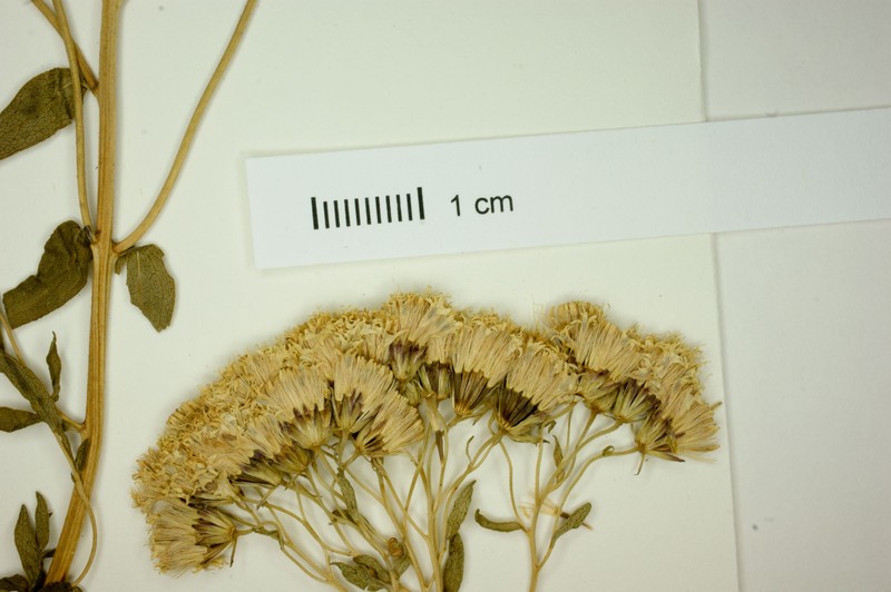 Ageratina hyssopina photo 2