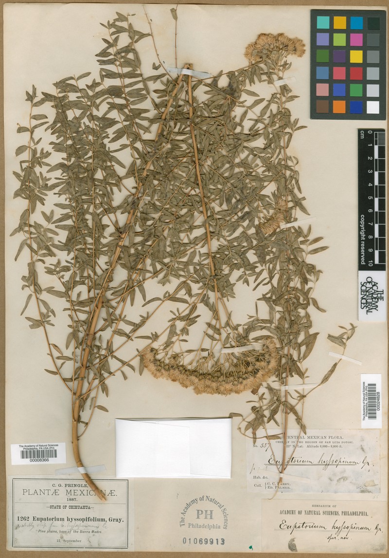 Ageratina hyssopina photo 3
