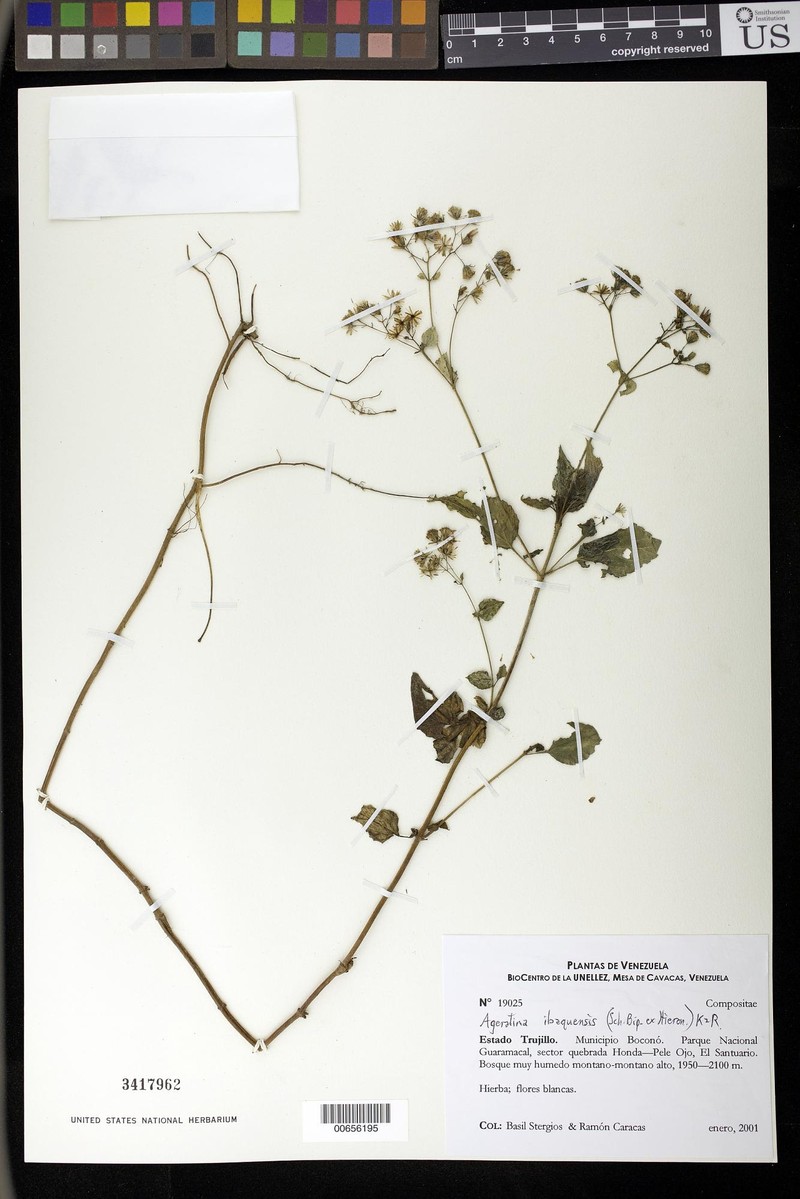 Ageratina ibaguensis