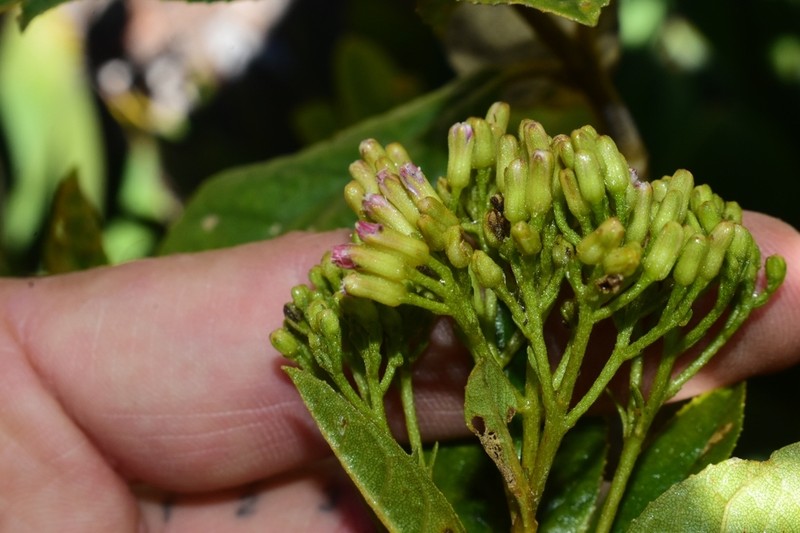 Ageratina illita