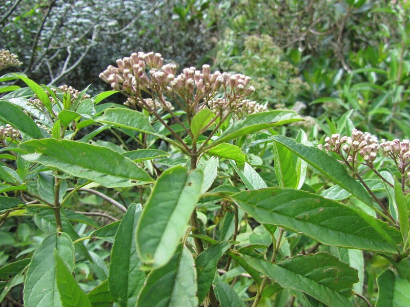 Ageratina illita photo 2