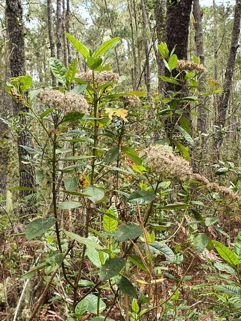 Ageratina illita photo 3