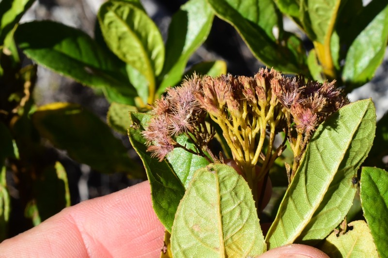 Ageratina illita photo 4