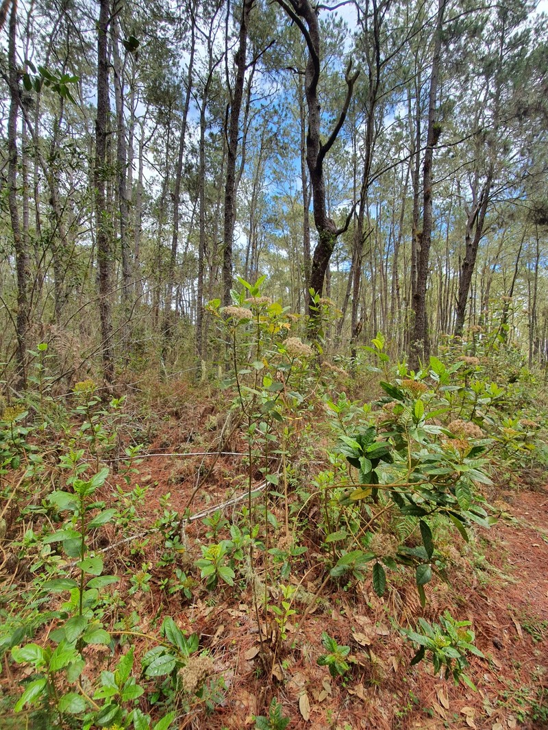 Ageratina illita photo 5