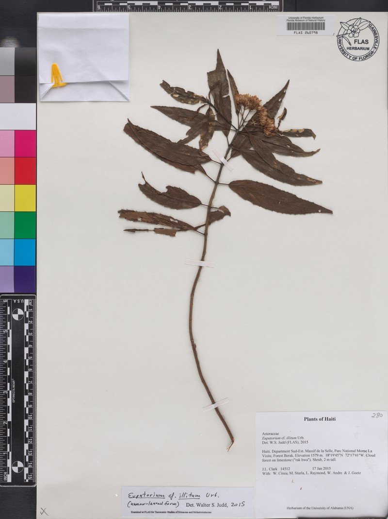 Ageratina illita photo 7