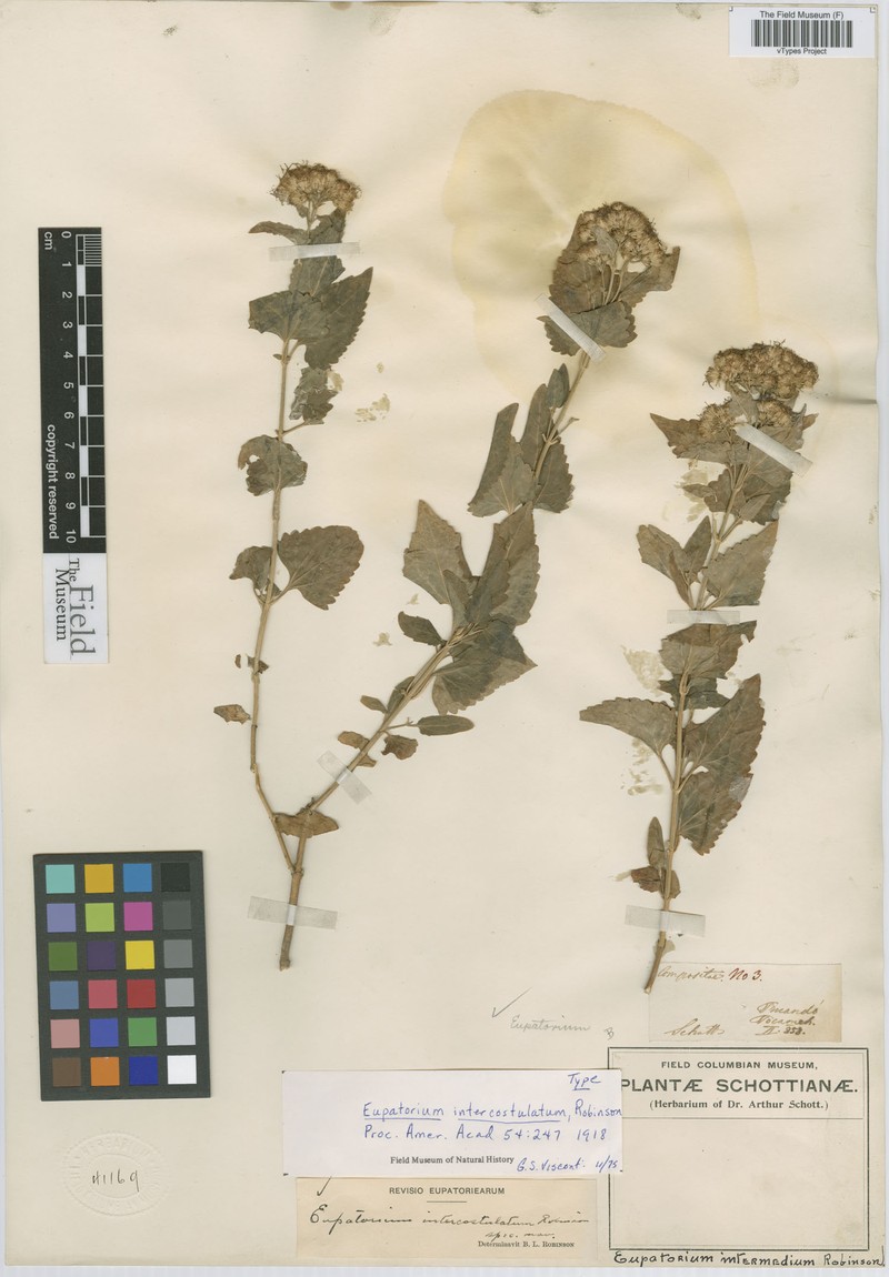 Ageratina intercostulata