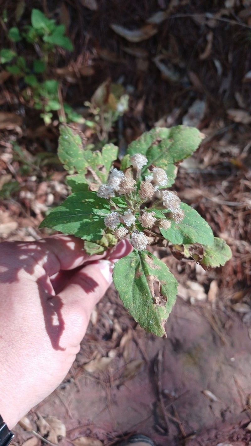 Ageratina intibucensis photo 3
