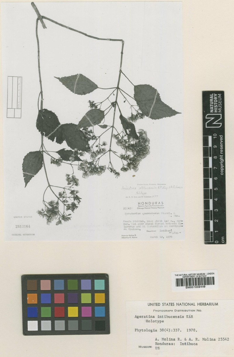 Ageratina intibucensis photo 4