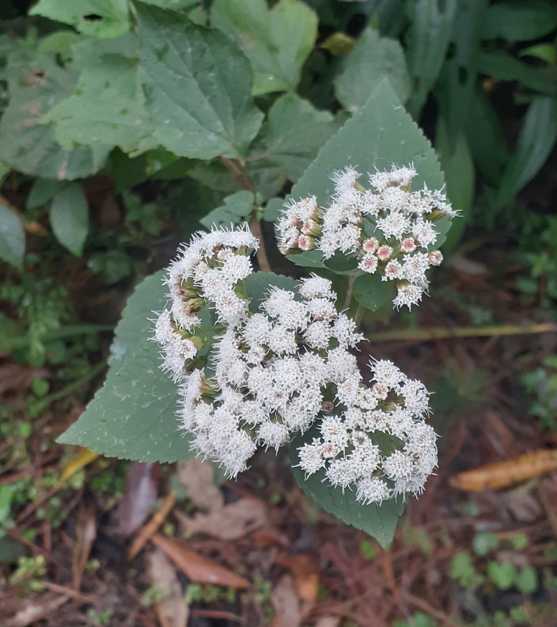 Ageratina intibucensis photo 2