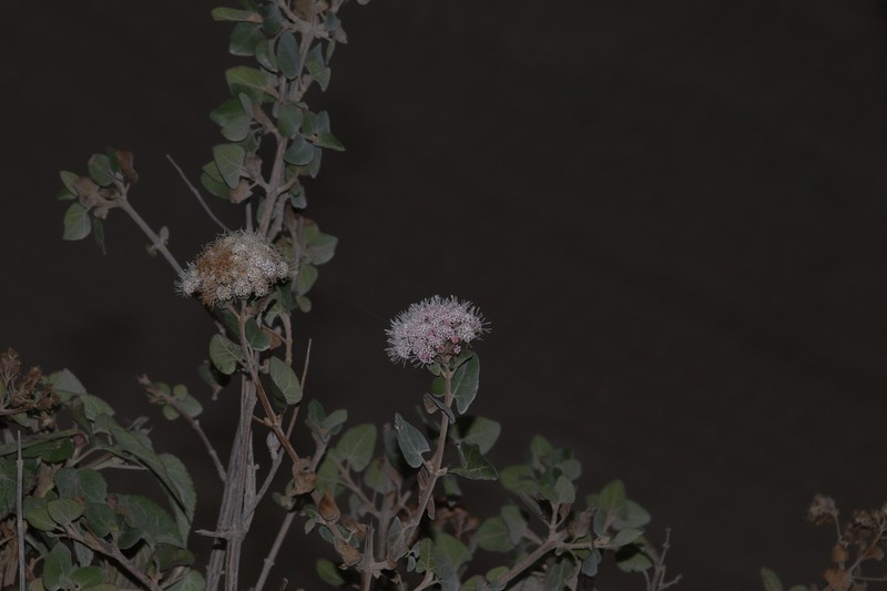 Ageratina irrasa