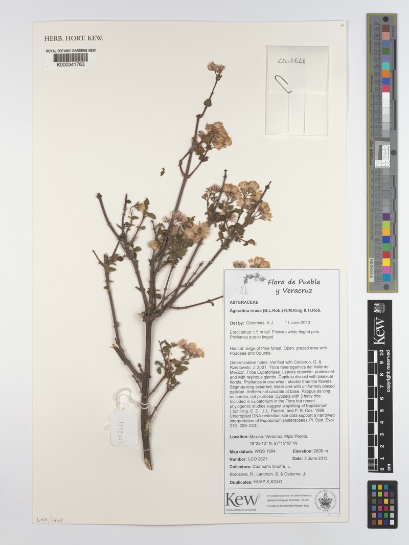 Ageratina irrasa photo 2