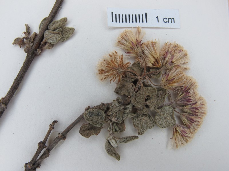 Ageratina irrasa photo 3